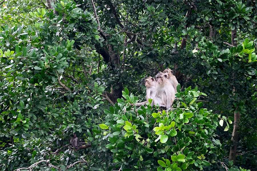 Can Gio Mangrove Forest tour full day | KIM TRAVEL