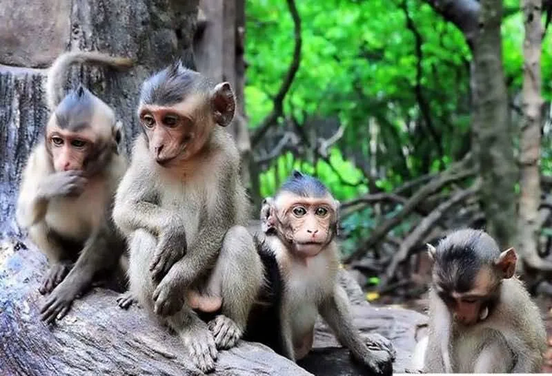 Monkey-can-gio-mangrove-forest
