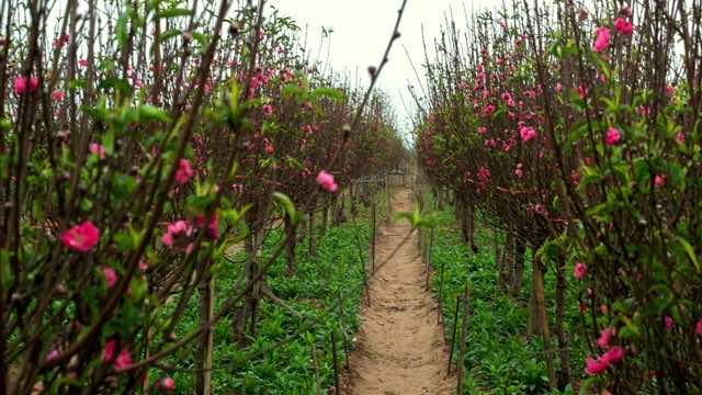 Colorful blossoms bloom in Nhat Tan flower village