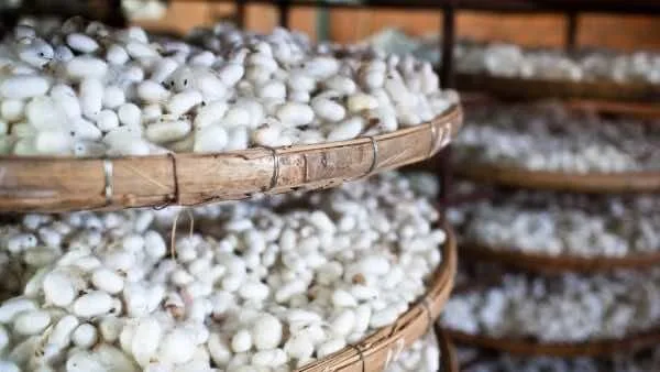 Where-buy-silk-Vietnam