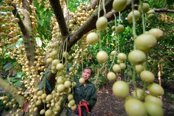 attraction-mekong-delta-Fruit-Orchards