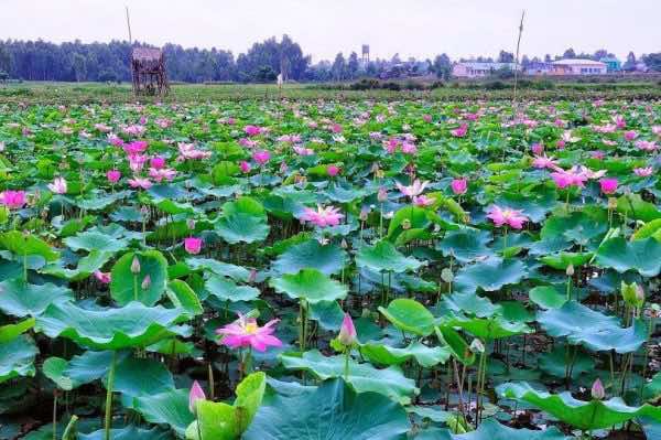 attraction-mekong-delta-Tan-Lap-Floating-Village-1