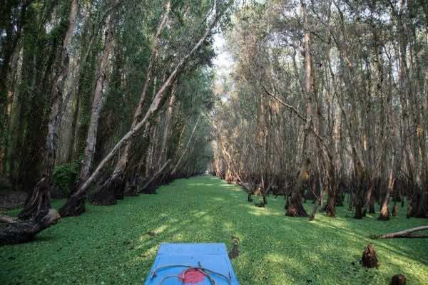 attraction-mekong-delta-Tra-Su-Mangrove-Forest