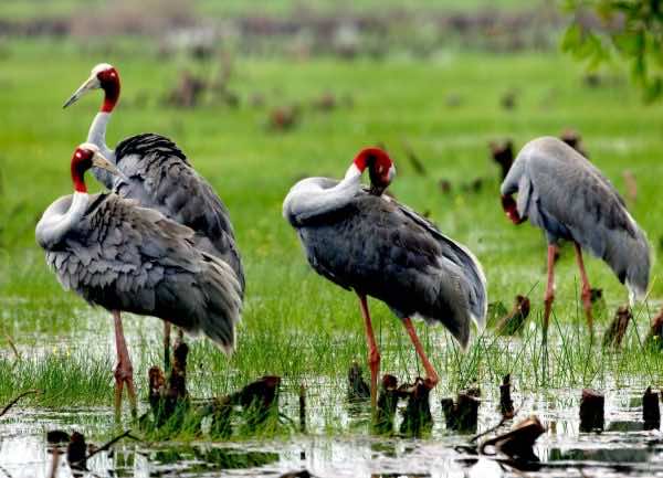 attraction-mekong-delta-Tram-Chim-National-Park