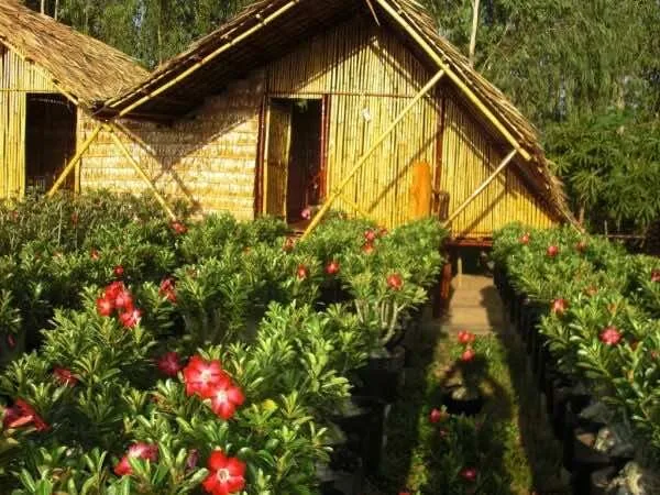 Maison-Bambou-Phong-Le-Vent-Homestay