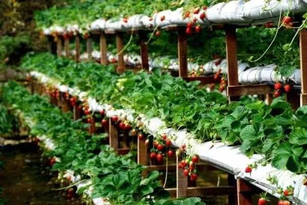 Biofresh-Strawberry-Garden