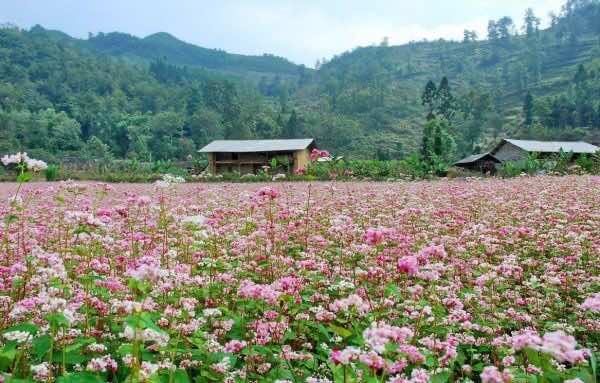 Buckwheat-Flowers