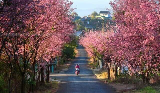 Cherry-blossoms