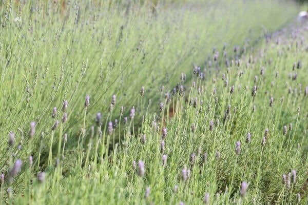 Lavender-Dalat-city