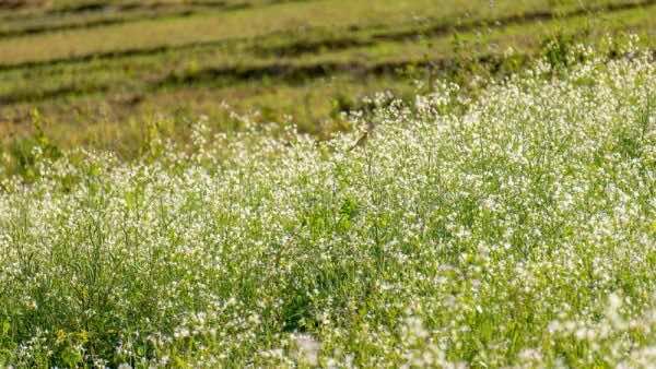 White-mustard-blossom