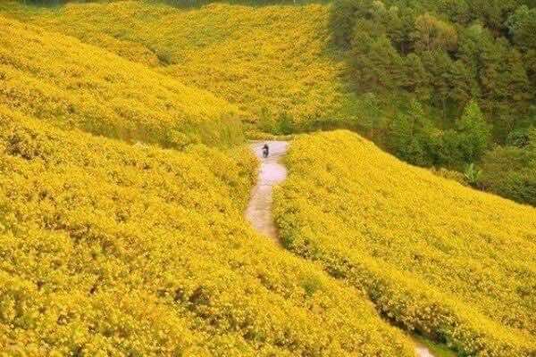 Wild-sunflowers