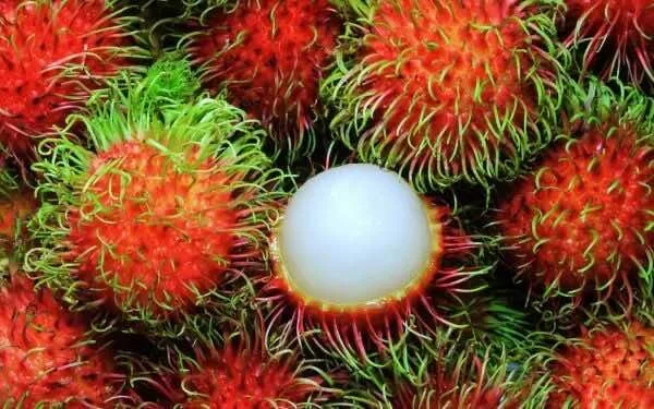 Chom-chom-Rambutan
