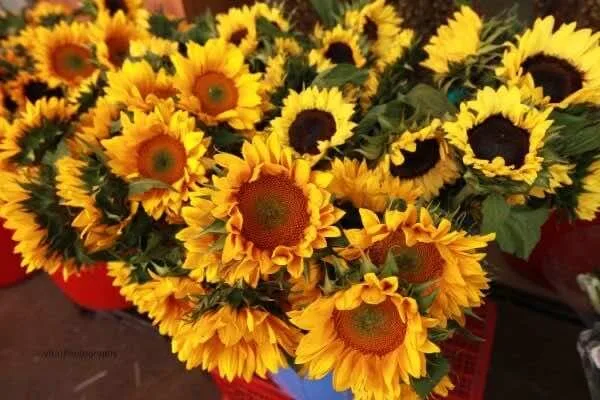 Ho-Thi-Ky-Flower-Market-in-Ho-Chi-Minh-City-3