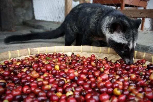 Weasel-poo-coffee-1