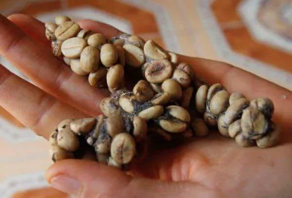 Weasel-poo-coffee-2
